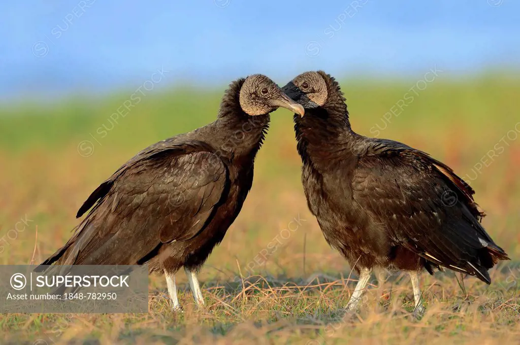 Black Vultures (Coragyps atratus), pair