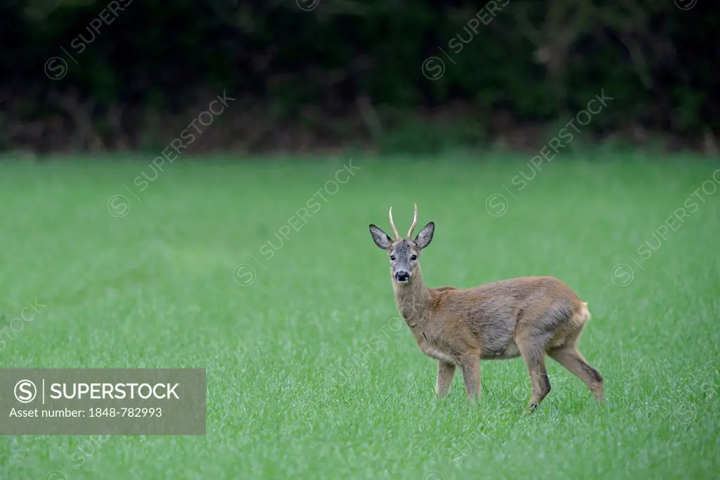 Roe Deer (Capreolus capreolus), buck
