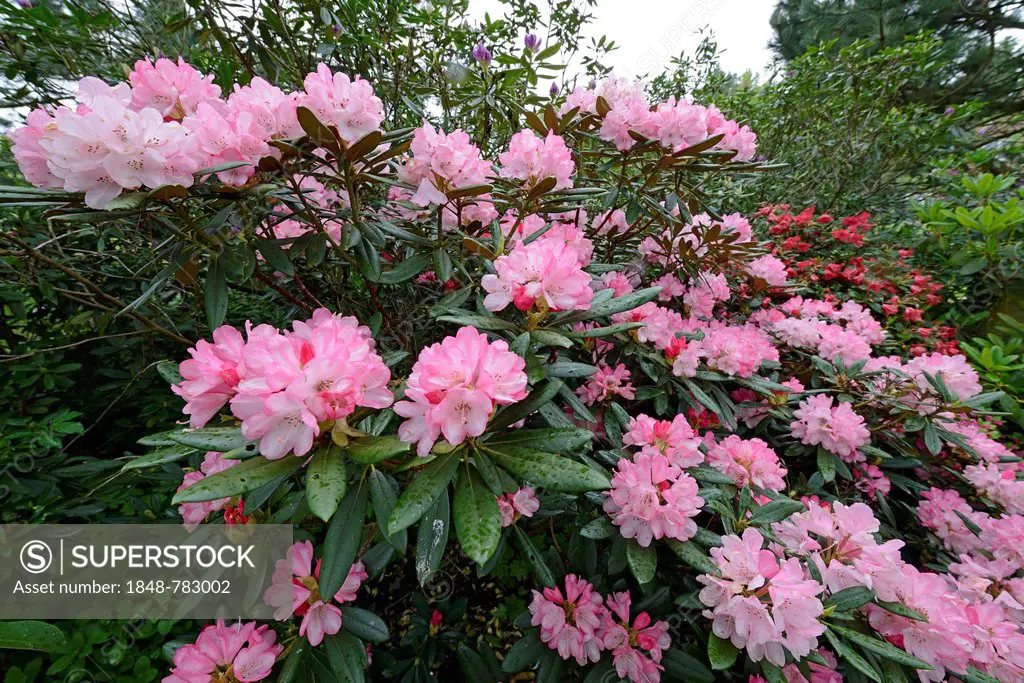 Pink blooming Rhododendron (Rhododendron)