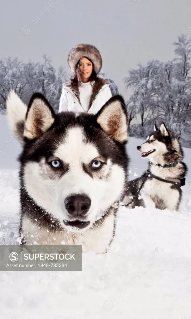 Young woman with huskies in the snow