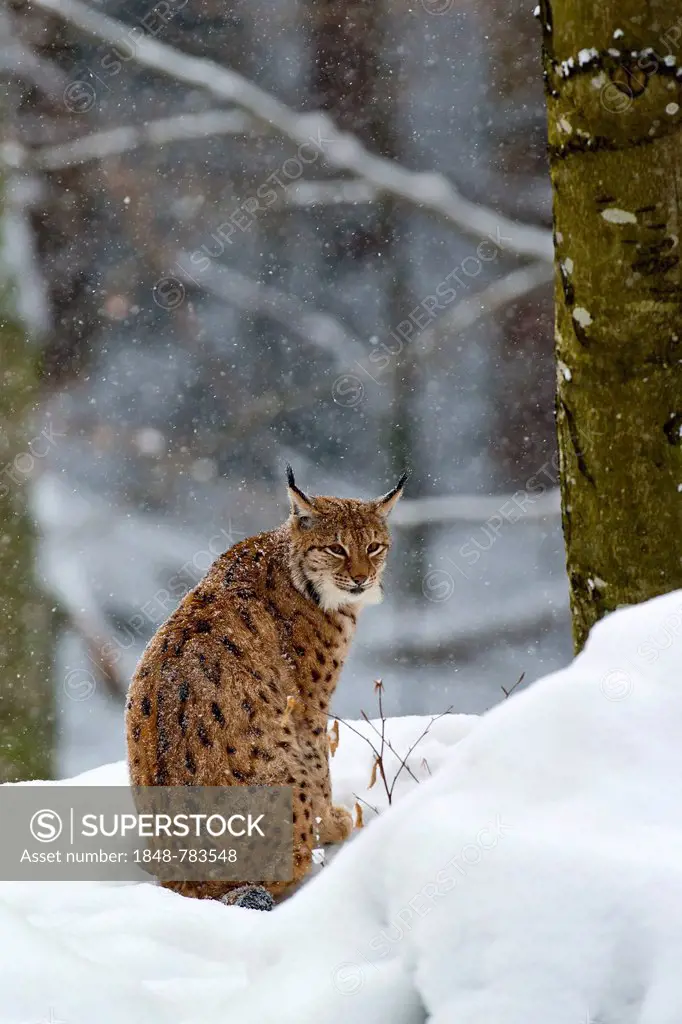 Eurasian Lynx, European Lynx or Northern Lynx (Lynx lynx), captive