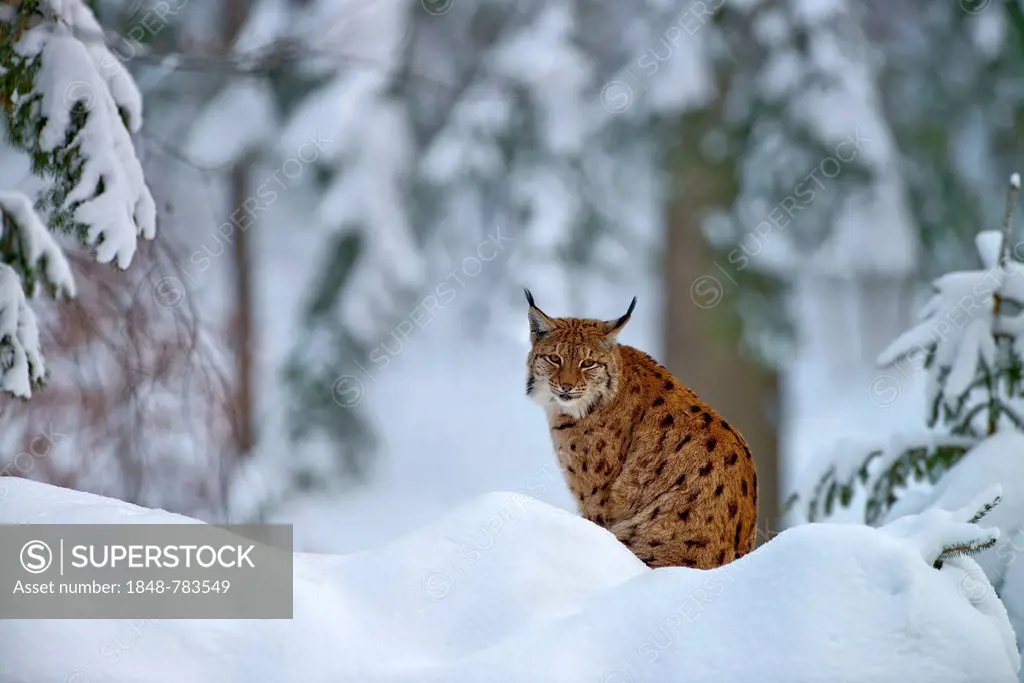 Eurasian Lynx, European Lynx or Northern Lynx (Lynx lynx), captive