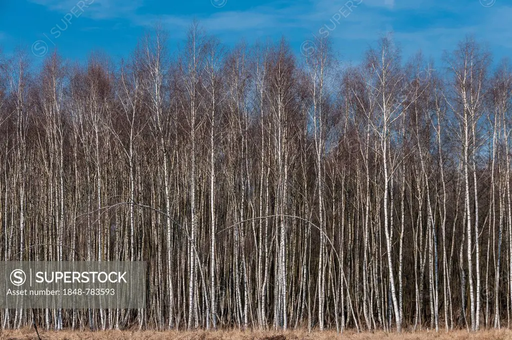 Birch plantation, Birch (Betula pendula)