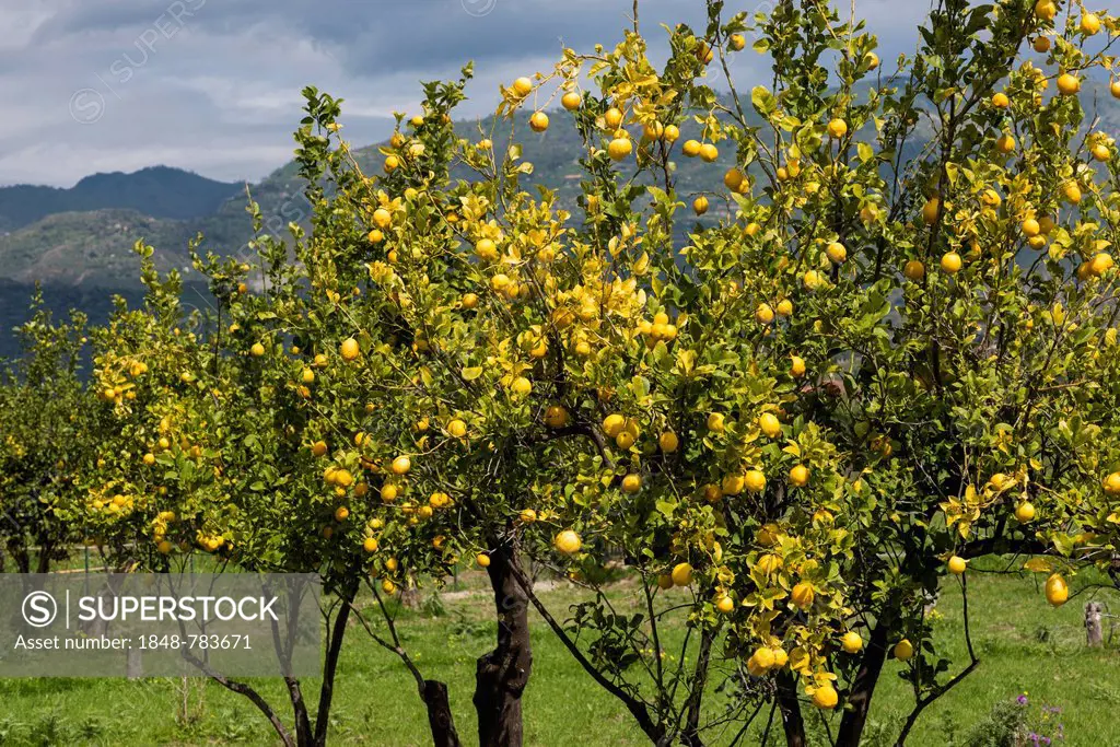 Lemon trees on a lemon plantation