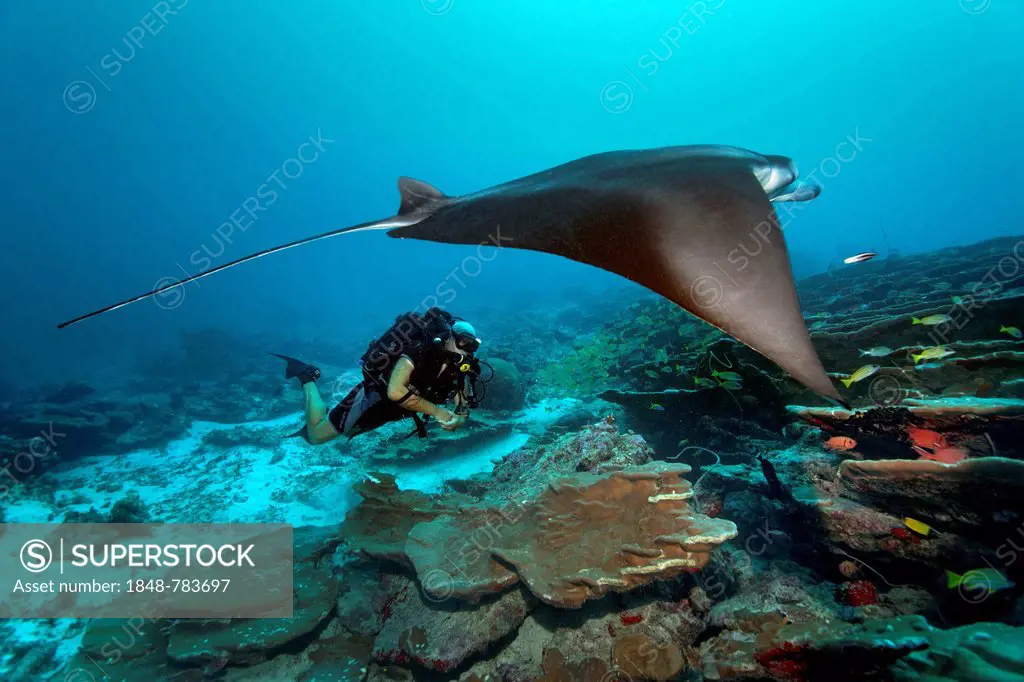 Scuba diver with a closed circuit rebreather Buddy Inspiration observing a Reef Manta Ray (Manta alfredi), technical diving