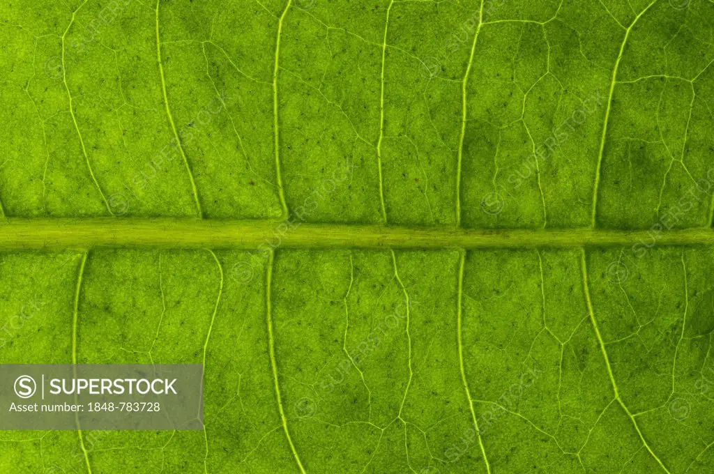 Leaf structure of a Dandelion (Taraxacum officinale) in transmitted light, detail