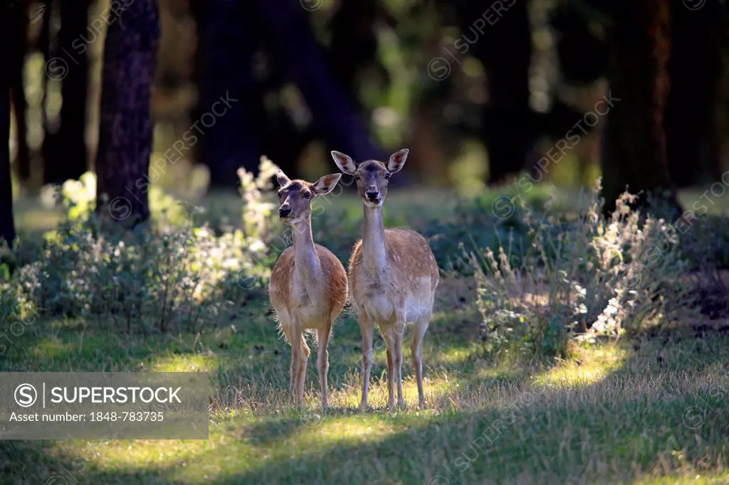 Fallow deer (Dama dama), captive, two does