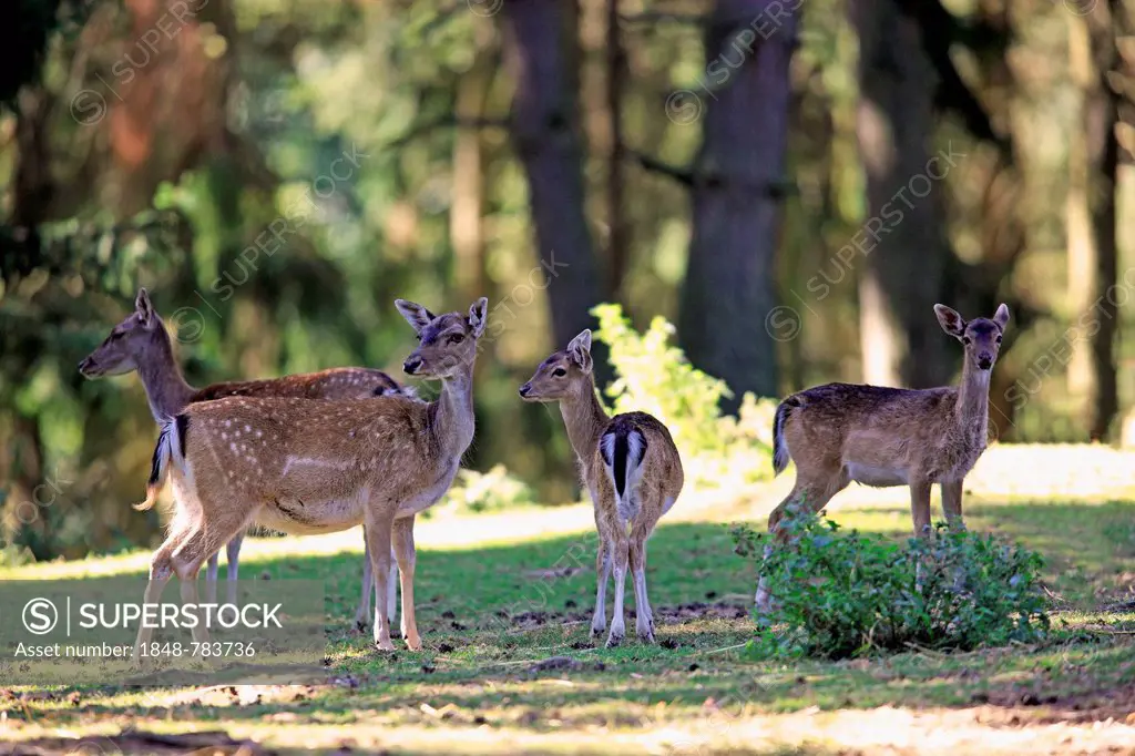 Fallow deer (Dama dama), captive, group of does and fawns