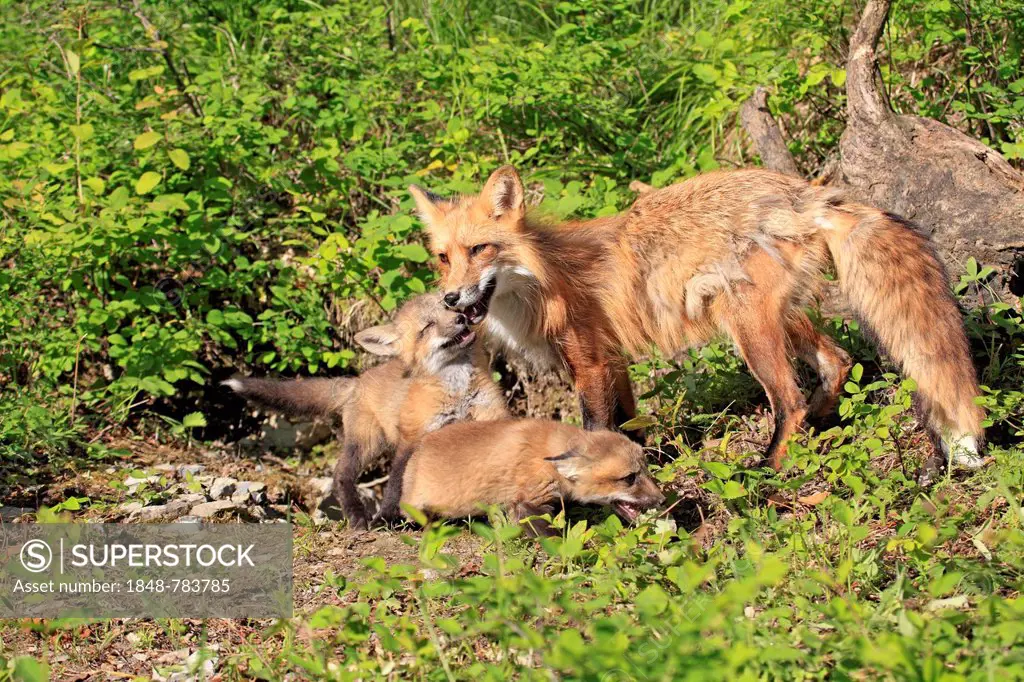 Red Foxes (Vulpes vulpes), captive, mother with cubs, ten weeks old