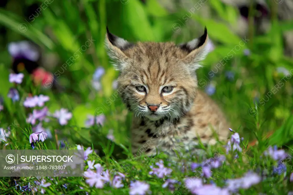 Bobcat (Lynx rufus), kitten, eight weeks, on a flower meadow