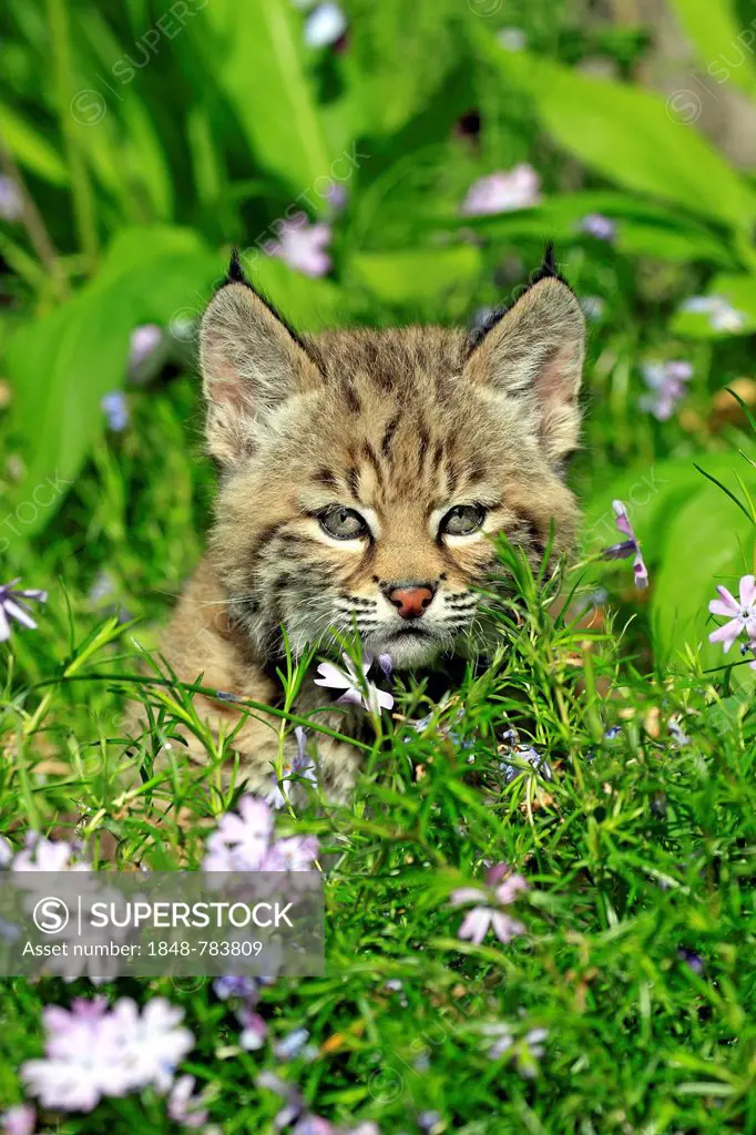 Bobcat (Lynx rufus), kitten, eight weeks, on a flower meadow, portrait