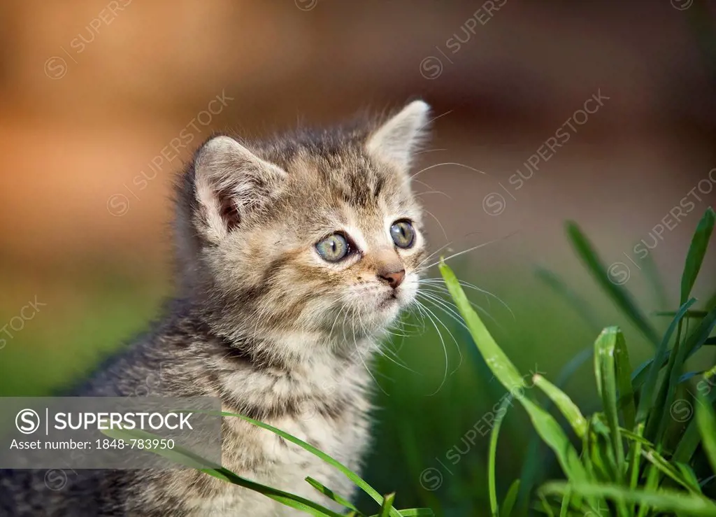 Brown tabby kitten sitting in a meadow