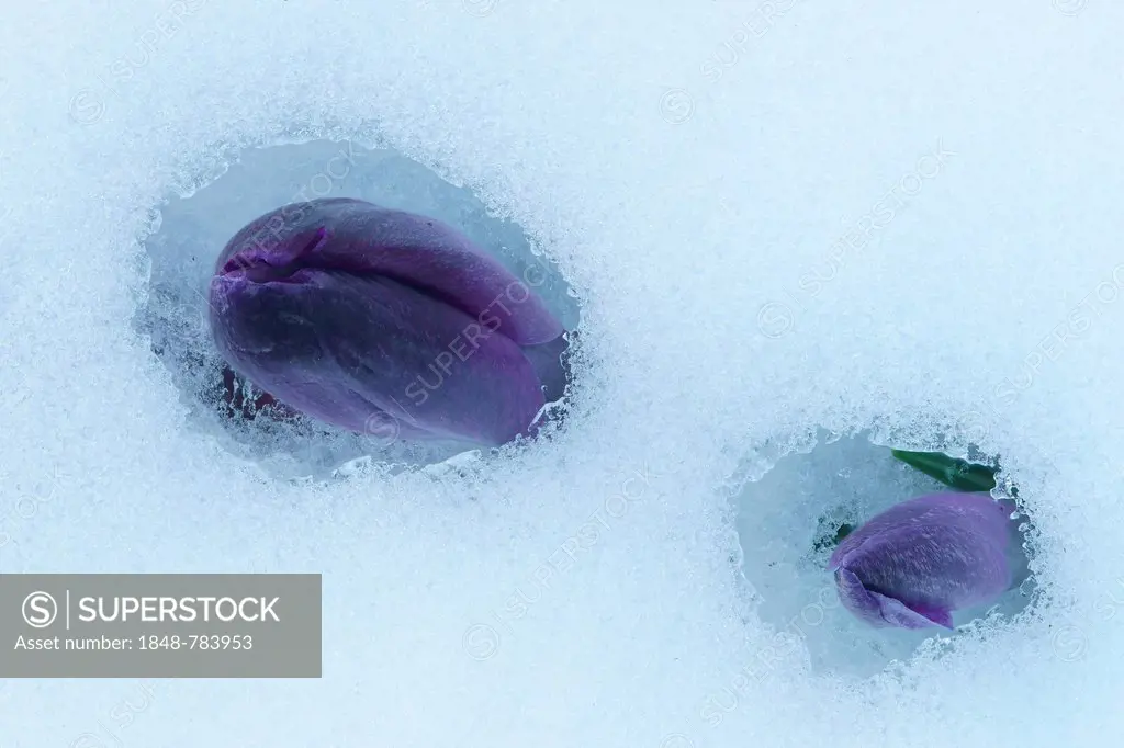Purple Spring Crocus (Crocus vernus), closed flowers pushing their way through the snow