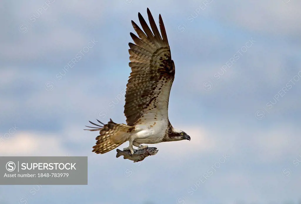 Osprey or Sea Hawk (Pandion haliaetus) in flight with a seized fish
