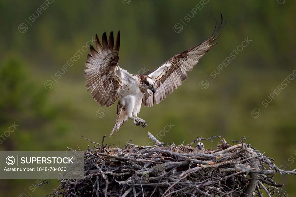 Osprey or Sea Hawk (Pandion haliaetus) approaching to land on an eyrie