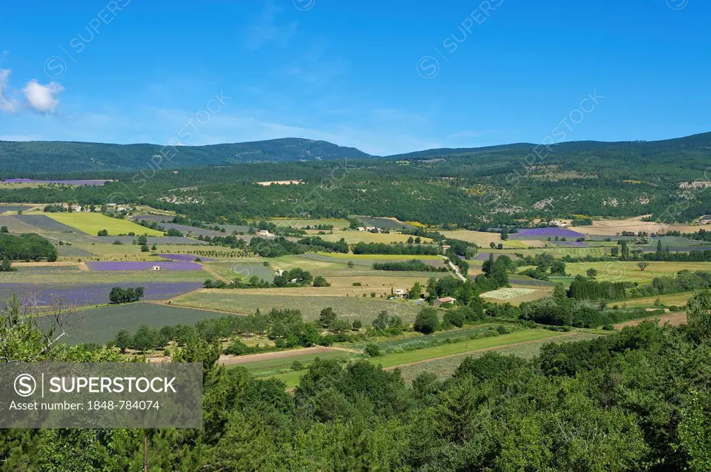 Landscape with lavender fields