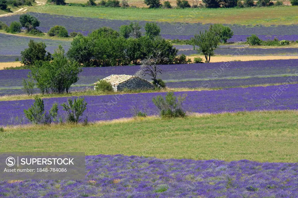 Borie or dry-stone hut in a lavender field