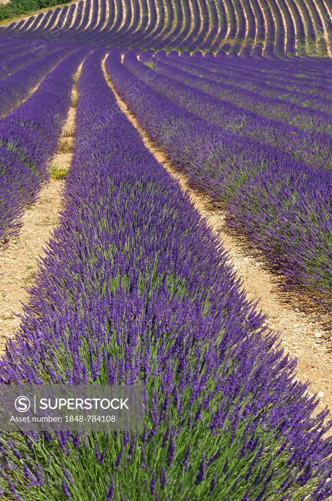 Lavender field