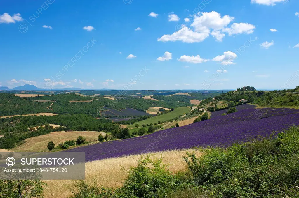 Landscape with lavender fields