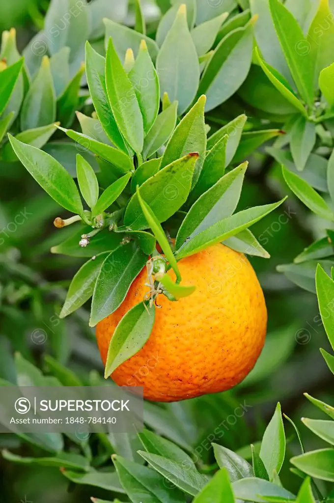 Chinotto oranges (Citrus aurantium myrtifolia), fruit on tree