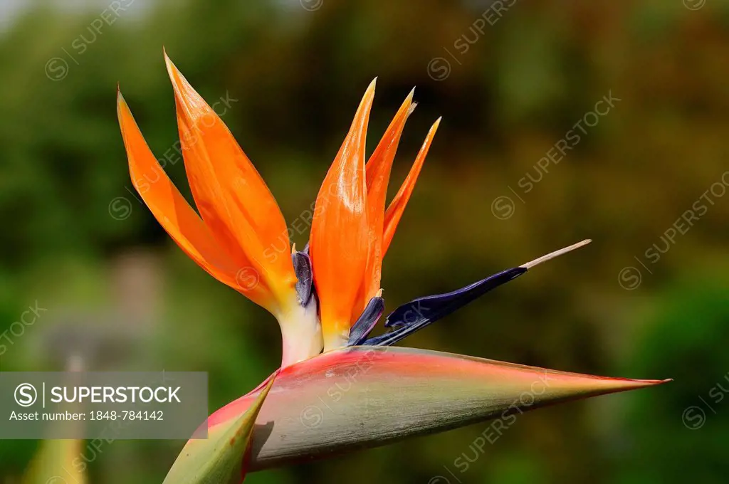 Strelitzia, Crane Flower or Bird of Paradise Flower (Strelitzia reginae) flower, occurrence in southern Africa