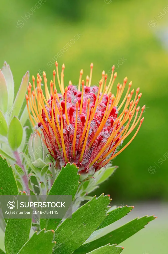 Protea or Pincushion plant, Outeniqua Pincushion and Ribbon Pincushion hybrid, (Leucospermum glabrum x tottum) flower, occurrence in southern Africa