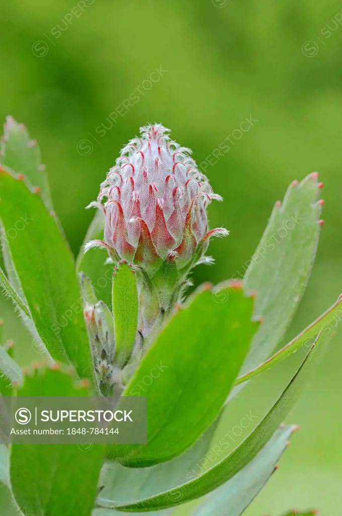 Protea or Pincushion plant, Outeniqua Pincushion and Ribbon Pincushion hybrid, (Leucospermum glabrum x tottum) flower, occurrence in southern Africa