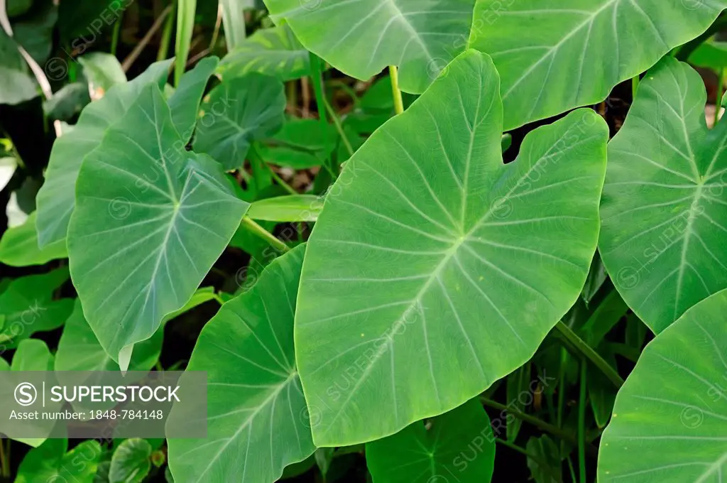 Taro, coco yam, or Eddoe (Colocasia esculenta), leaves