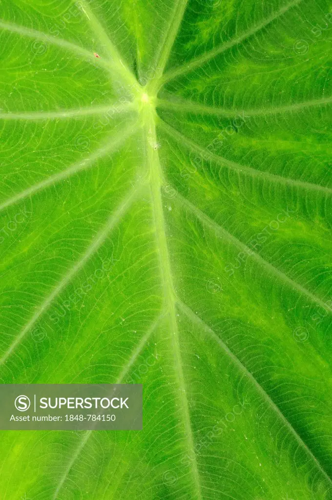 Taro, coco yam, or Eddoe (Colocasia esculenta), leaf detail