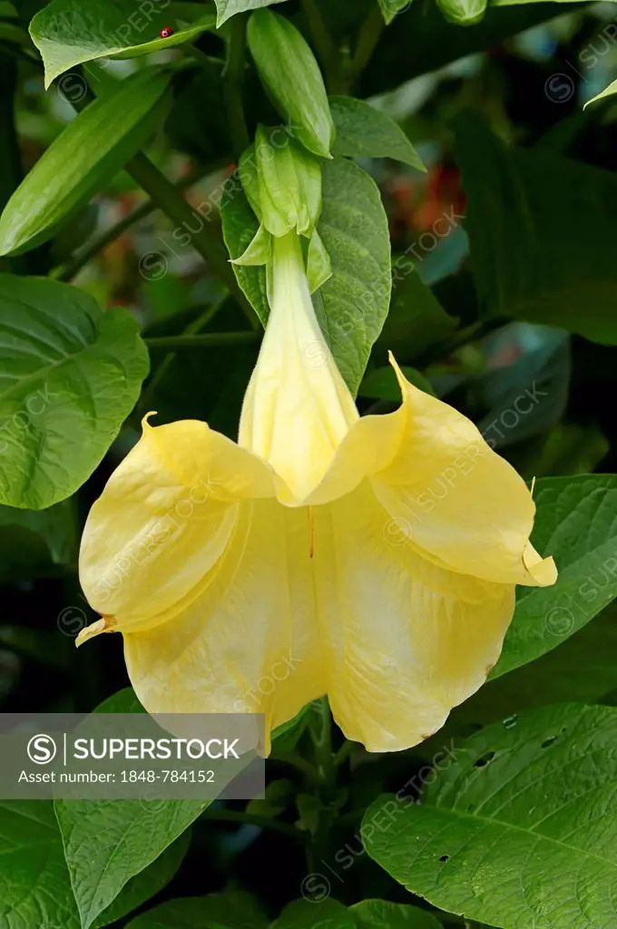 Golden Angel's Trumpet or Trumpet Tree (Brugmansia aurea), flower, occurrence in South America