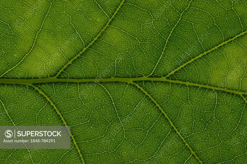 Leaf structure of an English Oak (Quercus robur), detail