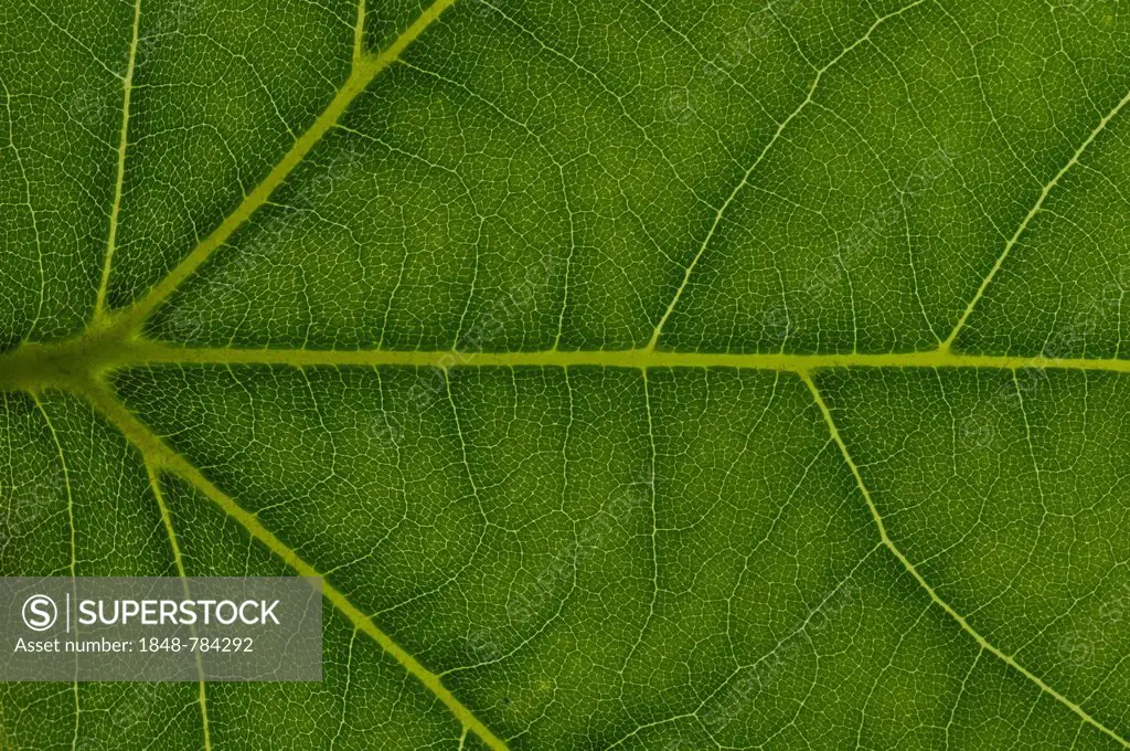 Leaf structure of a London Planetree, or Hybrid Plane (Platanus x acerifolia), detail