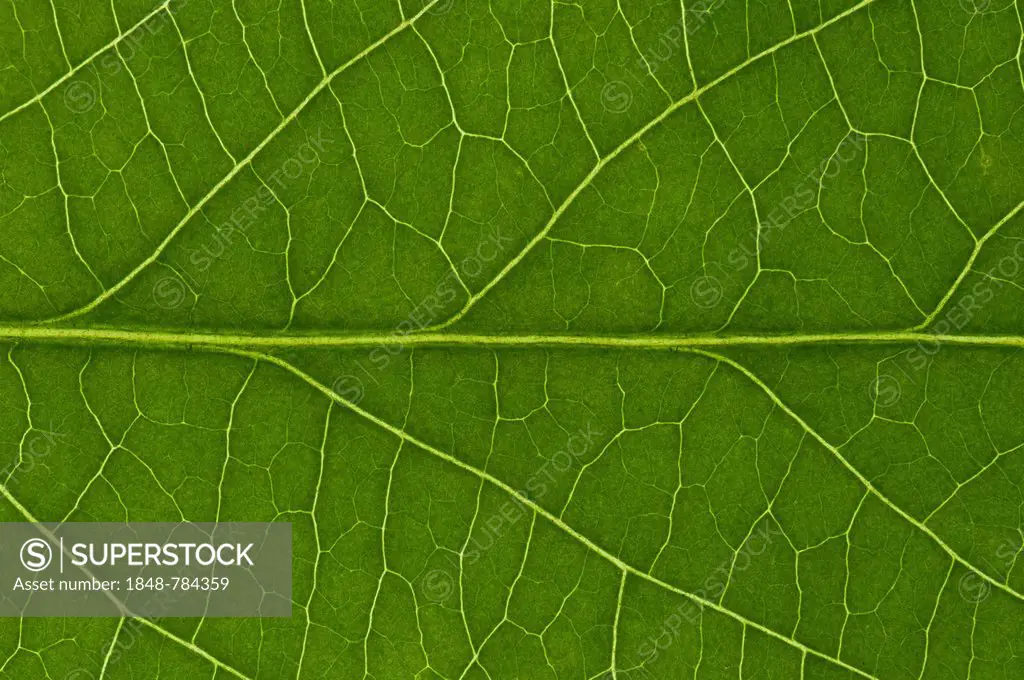 Leaf structure of the Black Elderberry (Sambucus nigra), detail