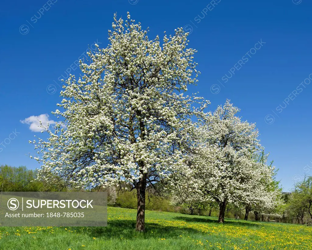 Flowering Pear Trees (Pyrus)