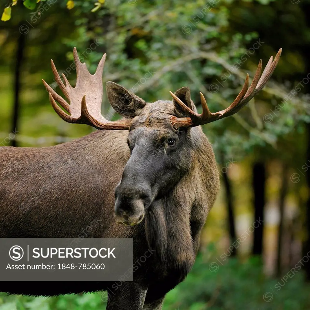 European Elk (Alces alces), bull moose, captive