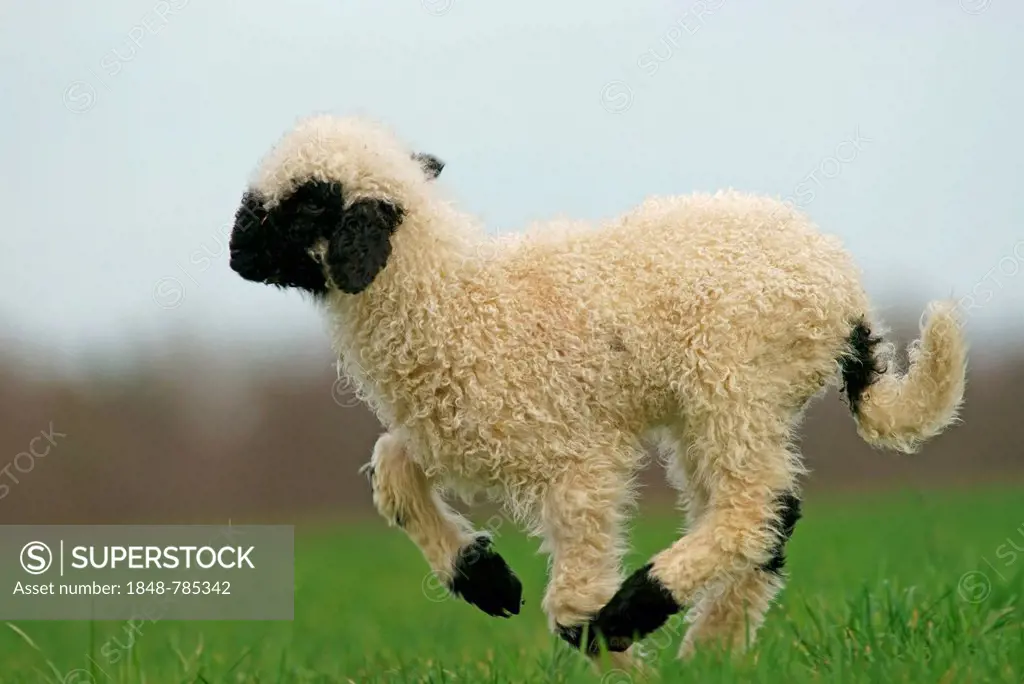 Valais Blacknose sheep (Ovis orientalis aries), lamb running