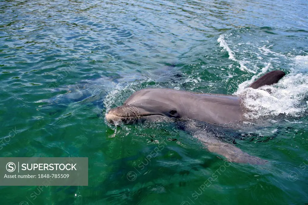 Common Bottlenose Dolphin (Tursiops truncatus), captive
