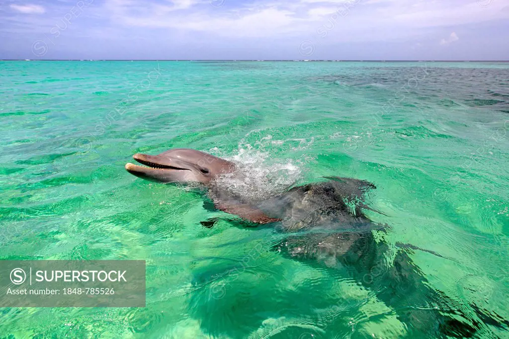 Common Bottlenose Dolphin (Tursiops truncatus), captive