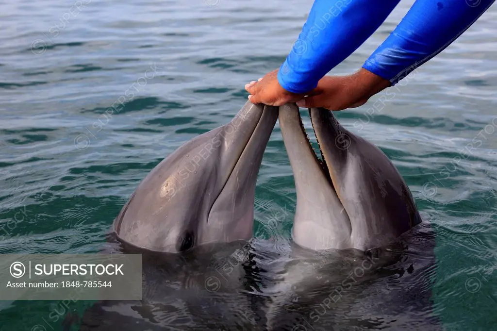 Two Common Bottlenose Dolphin (Tursiops truncatus), captive, being fed by a trainer, Institute of Marine Biology