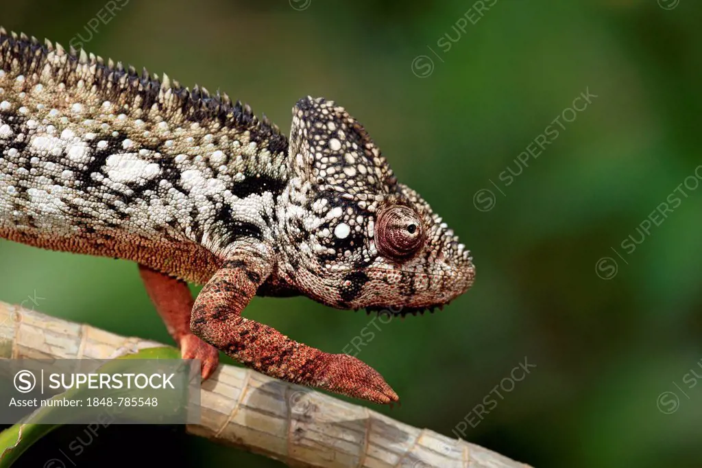Oustalet's or Malagasy Giant Chameleon (Furcifer oustaleti), male, looking for food, captive