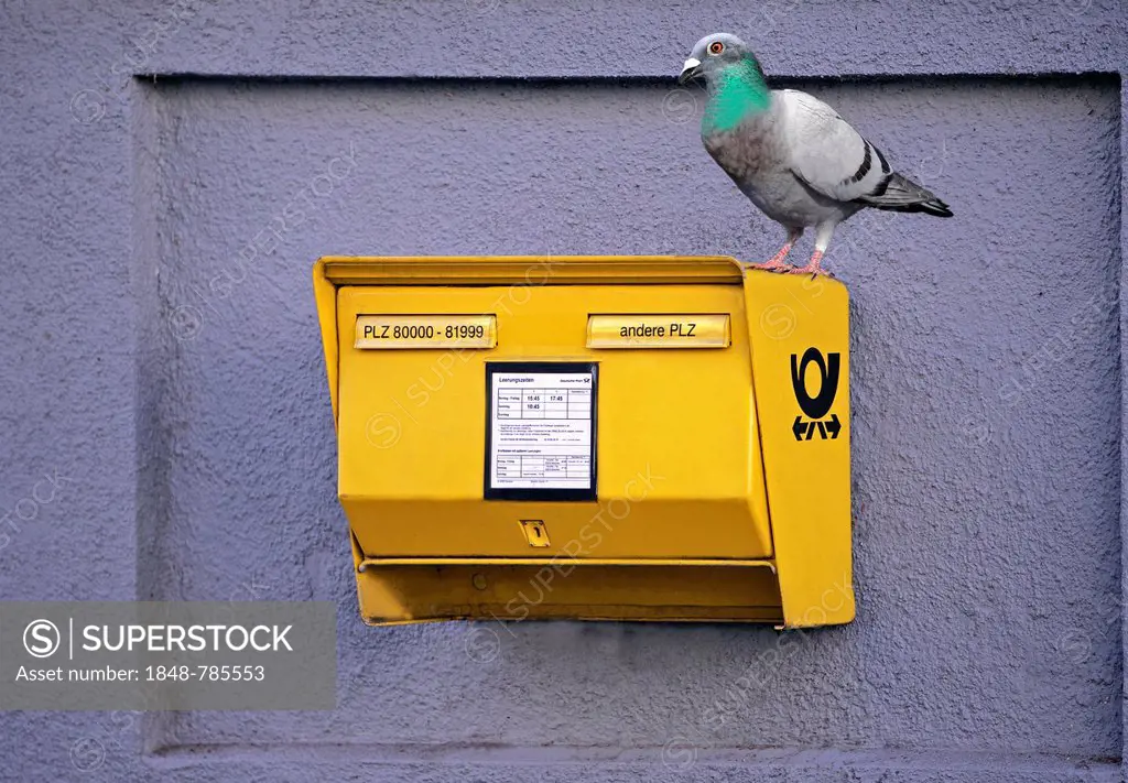 Domestic Pigeon (Columba livia domestica) sitting on a yellow German mailbox