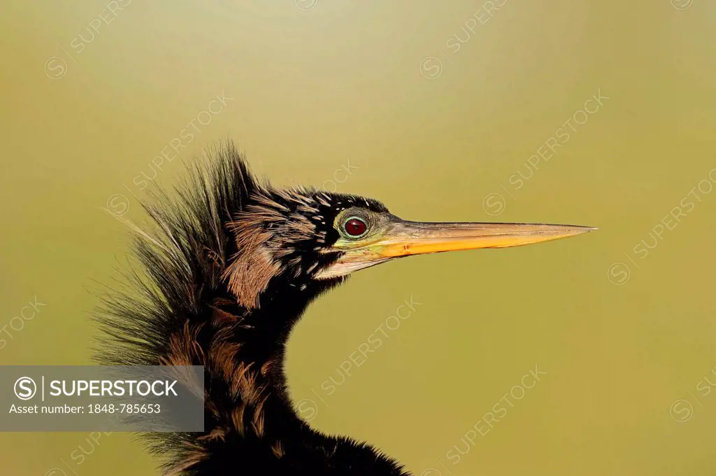 American Anhinga or Snake-Bird (Anhinga anhinga), male, portrait