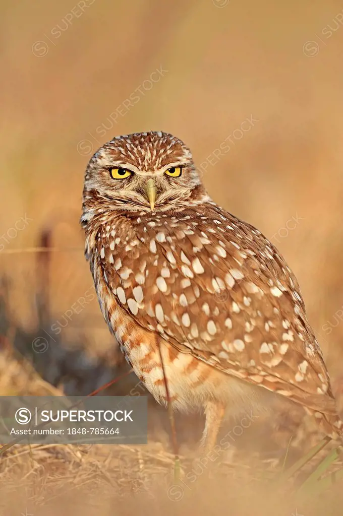 Burrowing Owl (Speotyto cunicularia, Athene cunicularia)