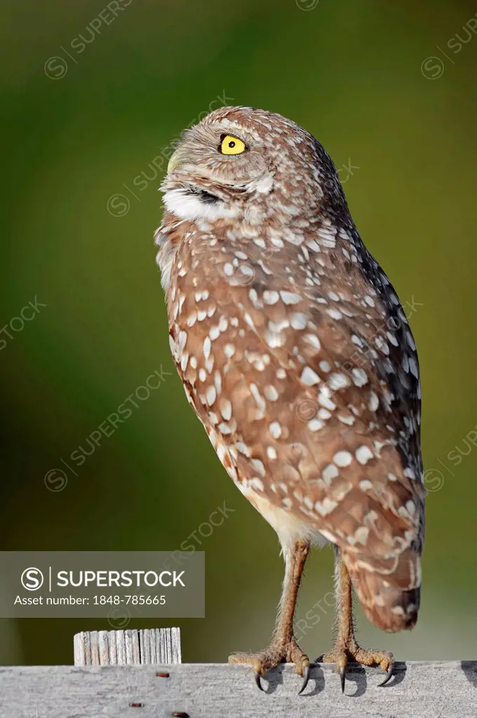 Burrowing Owl (Speotyto cunicularia, Athene cunicularia)