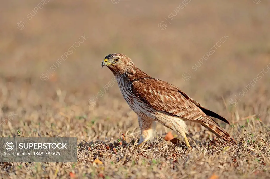 Red-shouldered Hawk (Buteo lineatus), juvenile