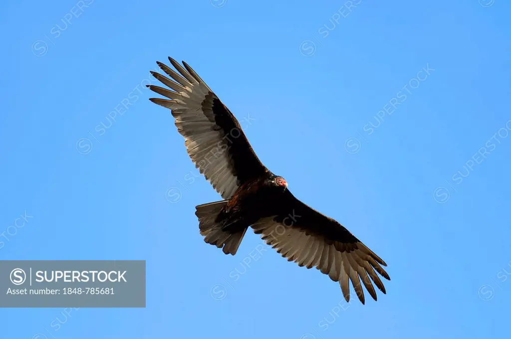 Turkey Vulture or Turkey Buzzard (Cathartes aura) in flight