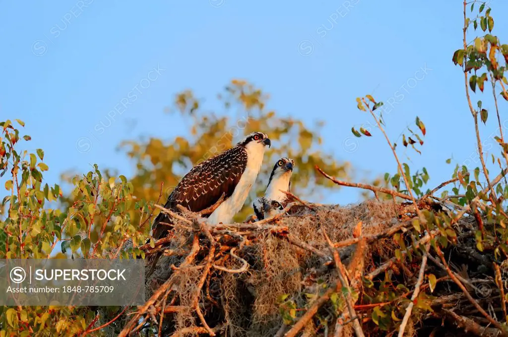 Osprey (Pandion haliaetus carolinensis), young bird in the nest