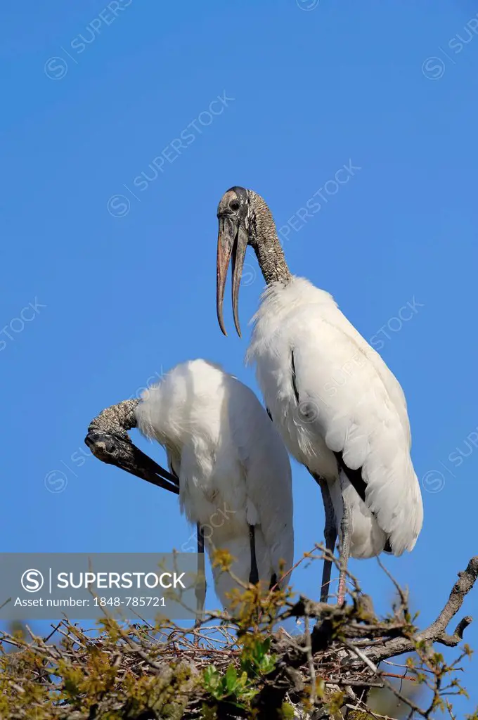 Wood Storks (Mycteria americana), pair in a nest, preening