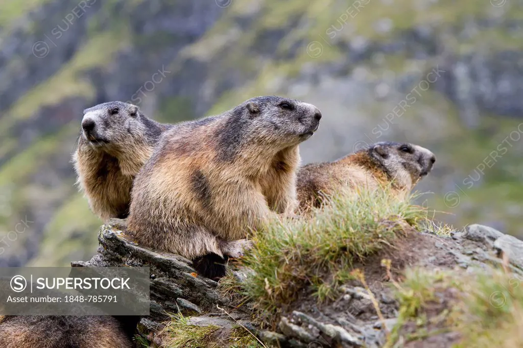 Three Alpine Marmots (Marmota marmota)