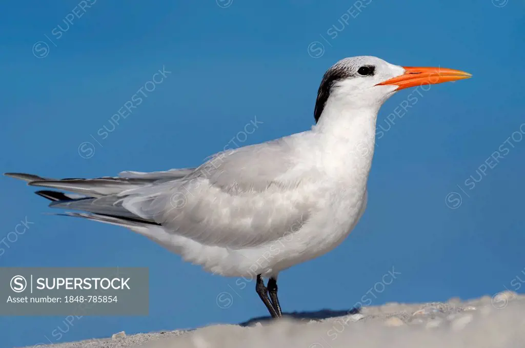 Royal Tern (Sterna maxima, Thalasseus maximus) in winter plumage